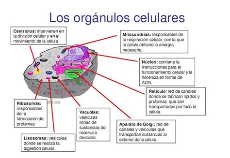 Organelos Y Funciones Celulares Clases De Celulas Clase De Biología