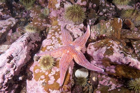 Northern Sea Star Stock Image C0250954 Science Photo Library