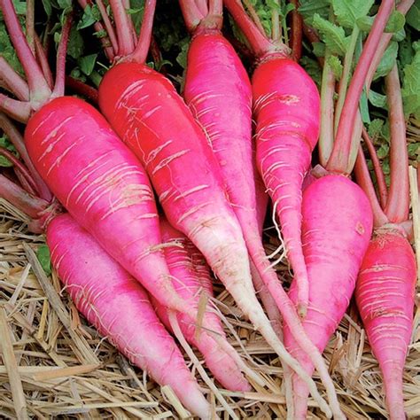 TomorrowSeeds China Rose Radish Seeds 300 Count Packet Pink