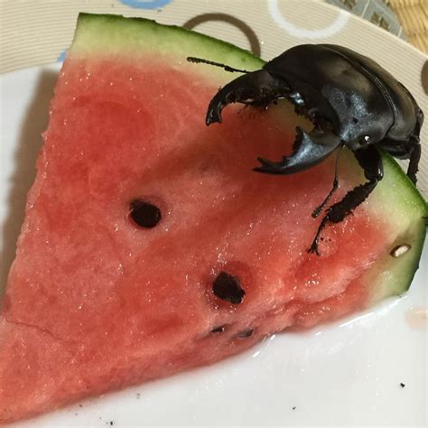 Cute Pet Stag Beetle From Japan Is Stealing Hearts On His Instagram