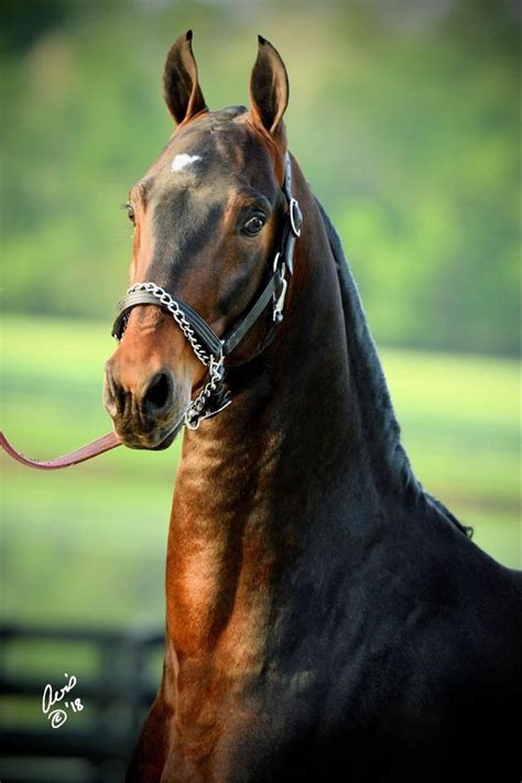 Pin By Cassidy Shockley On American Saddlebred American