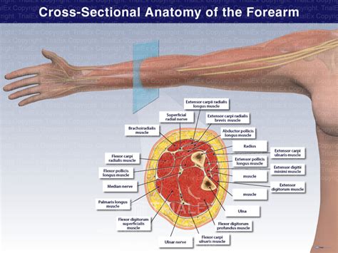 Cross Sectional Anatomy Of The Forearm Trialexhibits Inc