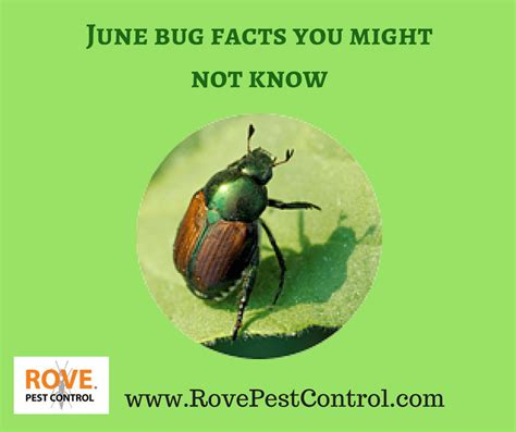 June Bug Facts You Might Not Know Rove Pest Control