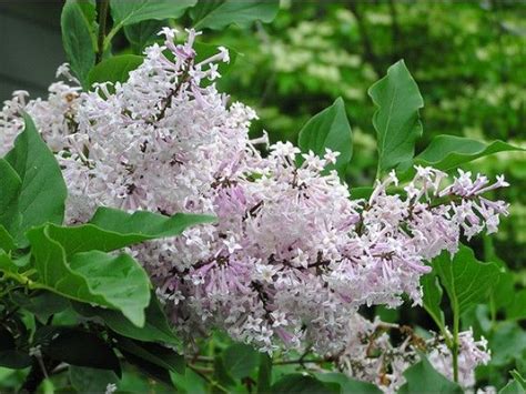 The Miss Kim Lilac Is One Of The Most Beautiful And Fragrant Of All