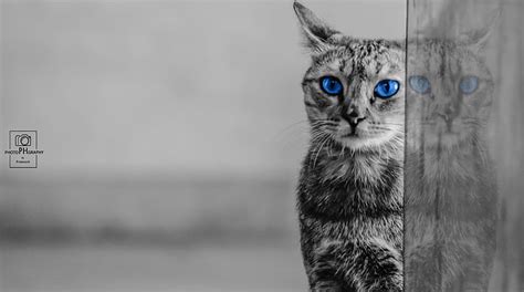 Cat Aero Creative Blueeyes Blue Animals Close Up Colors