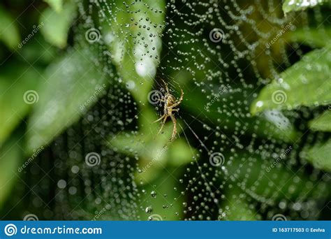 Small Spider Sits On His Cobweb Stock Image Image Of Arachnid