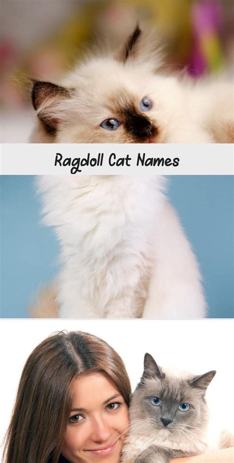 Most Up To Date Photos Ragdoll Cats Names Thoughts Ragdoll Cat Breed
