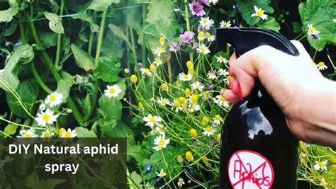 7 Diy Natural Aphid Sprays Homemade Aphid Sprays