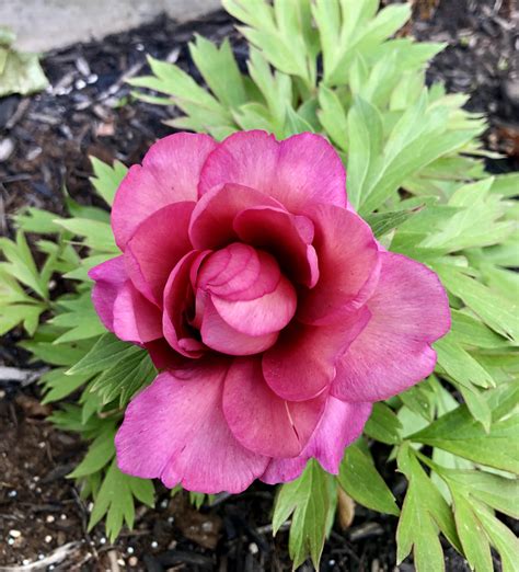 Peony Julia Rose Zone 7a First Year Itoh Rpeonies
