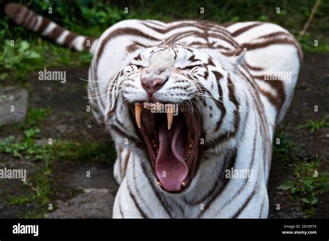 Rayures de tigre blanc Banque de photographies et dimages à haute