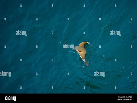 Stingrays Butterfly Rays Dasyatidae Fished Stingray On Water