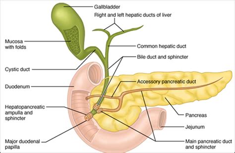 The function of the gallbladder is to store the dilute bile it receives from the hepatic duct, concentrate it. DNWalcker.Com | Laboratory Eleven & Twelve