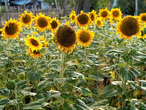 Sunflower Field Free Stock Photo Public Domain Pictures