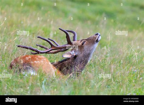 Sika Deer Buck Stock Photos And Sika Deer Buck Stock Images Alamy