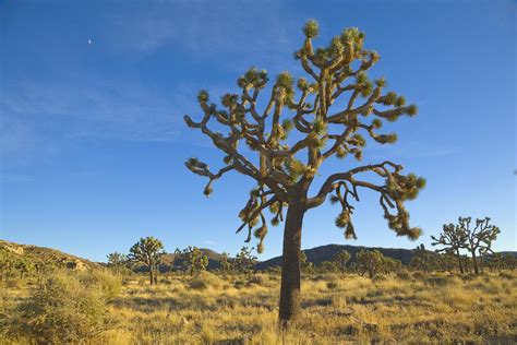 Hiking Joshua Tree In February The O Guide