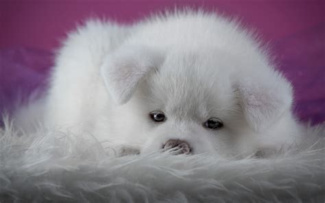 Download Wallpapers Akita Inu Small Fluffy White Puppy Japanese Akita