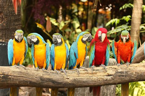 Fun Facts About Parrots Mystart