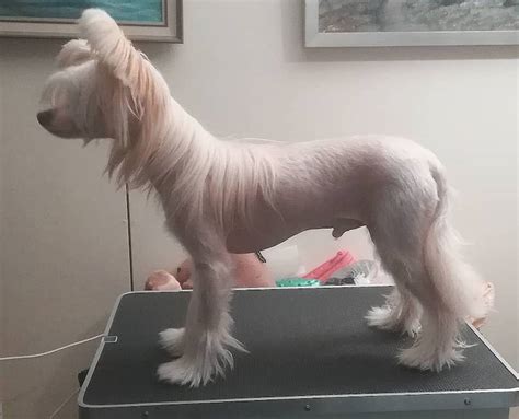 Chinese Crested Dog Breed Information Guide Quirks