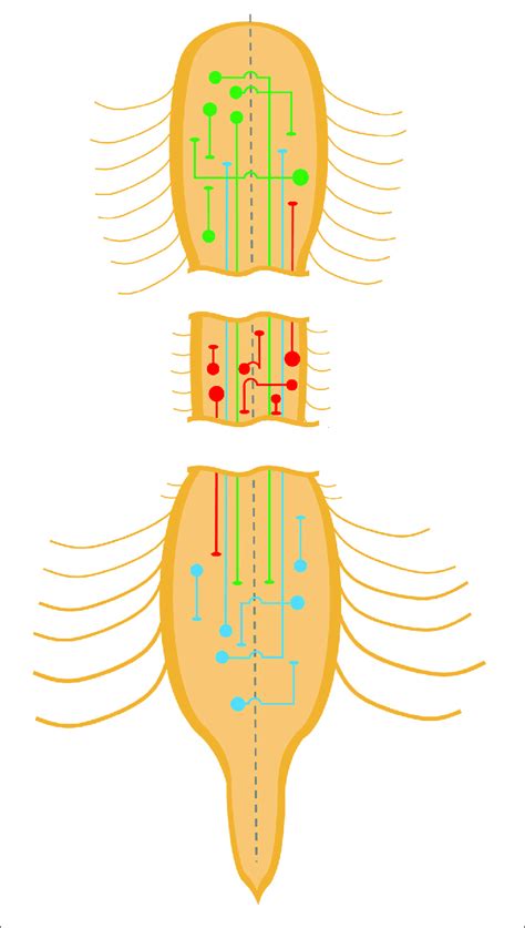 Propriospinal Neurons Of The Spinal Cord Schematic Diagram Depicting