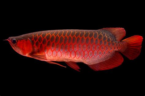 Arti Mimpi Ikan Arwana Merah