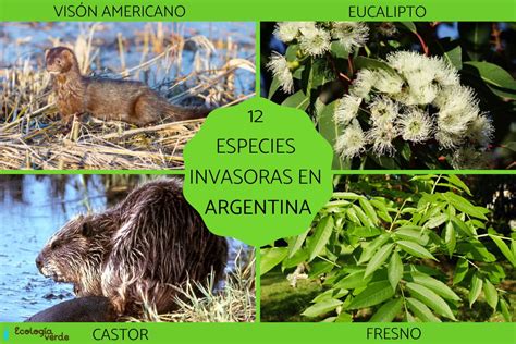 12 Especies Invasoras En Argentina Nombres Consecuencias Y Fotos