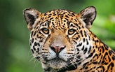 Jaguar of the tropical rainforest wallpaper | 2560x1600 | 2464 ...