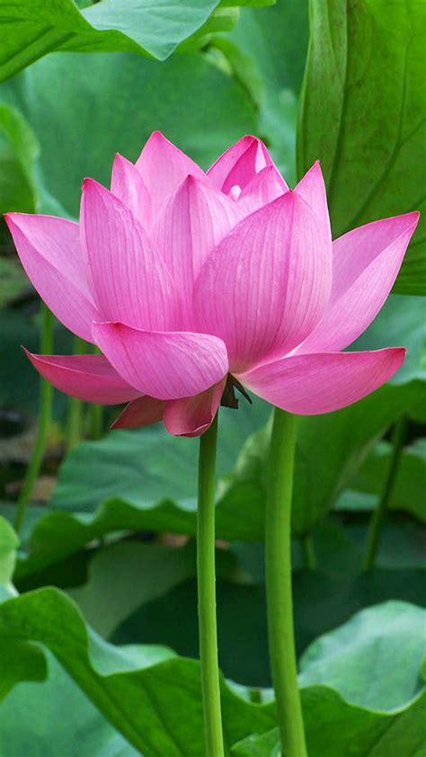 Lotus flower hd wallpapers for iphones, ipads, androids, windows and mac: OnePlus 5 Wallpaper with Lotus Flower Background - HD ...