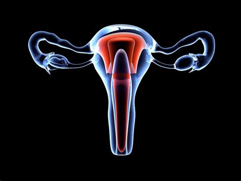 Anatomi dan Fisiologi Sistem Reproduksi Wanita - Materi Kimia