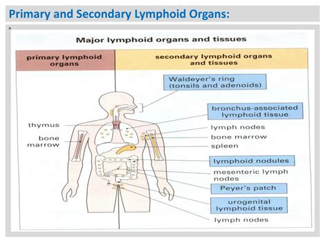 Ppt The Lymph System And Lymphoid Organs And Tissues Powerpoint