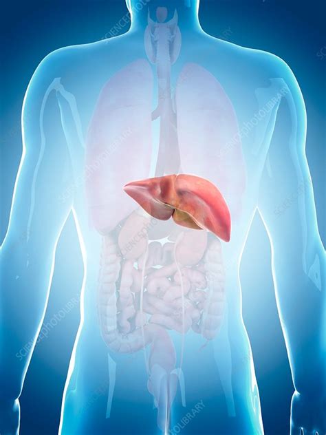 Human Liver Stock Image F0162169 Science Photo Library