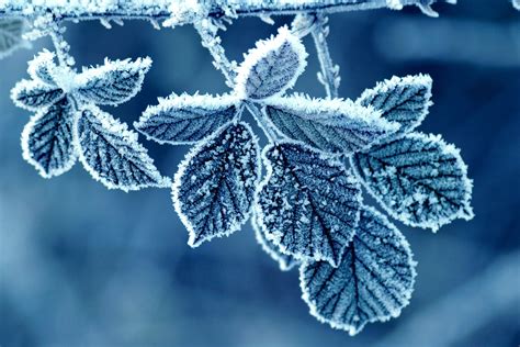 1080x1920 Resolution Snow Covered Leaf Hd Wallpaper Wallpaper Flare