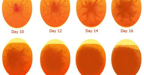 Duck Egg Growth Chart