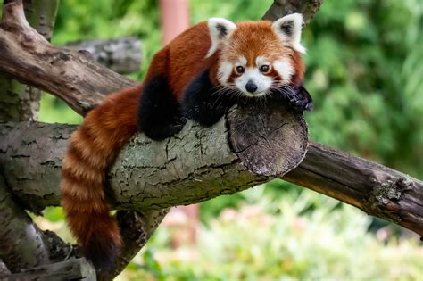 Educational Red Panda Facts And Cute Videos Red Panda Books