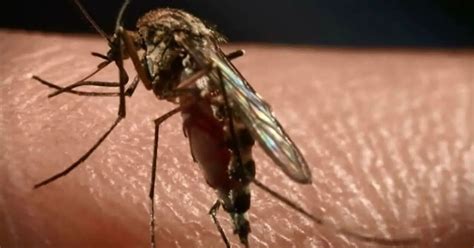 Flesh Eating Bug Spreading Across Australia Is Becoming More