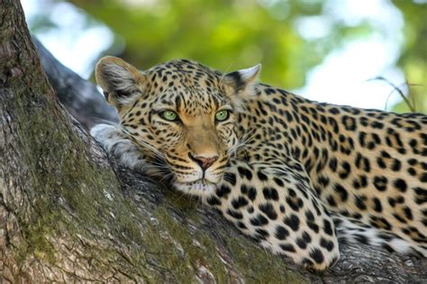 Free Images Wildlife Zoo Fauna Leopard Big Cat Vertebrate