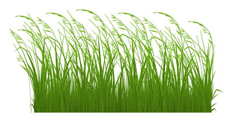 Grass Clipart Transparent Free Images Wikiclipart
