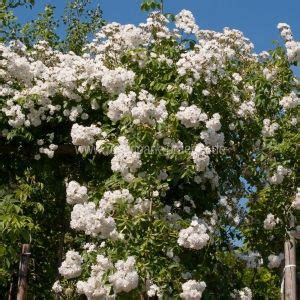 We did not find results for: Rosen online kaufen | Rambling Rector | rosenpark-draeger ...