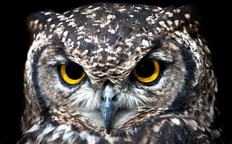 Top 50 Amazing Sahara Desert Animals Owlcation