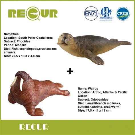2 Pcslot Recur Toys Sealwalrus Marine Life Model High Simulation Pvc