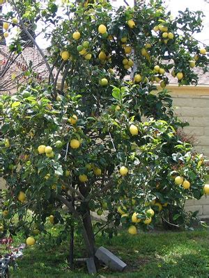 Plant Id Fruits Nuts Lemon Florida Master Gardener Volunteer