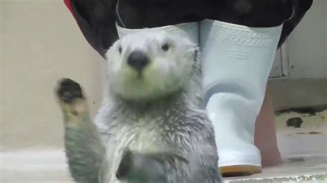 Sea Otter Clapping Cute Hands Youtube