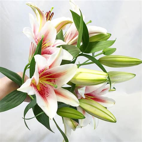 An Oriental Lily Bouquet