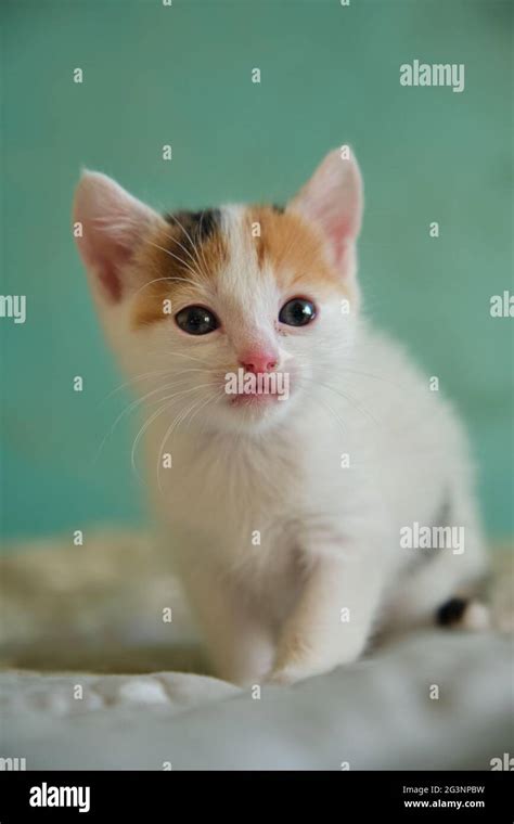 A Small White Kitten With Red Spots Stock Photo Alamy