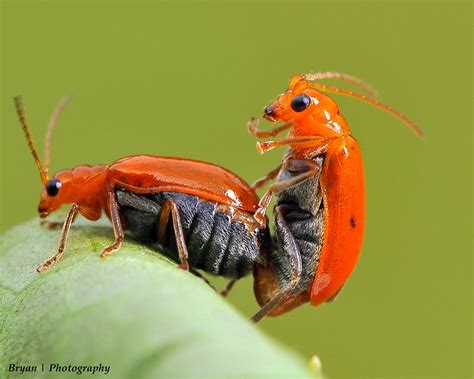 Lust Little Orange Bugs Doin It Bumping Hard~ Flickr