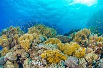 La Grande barriera corallina si sta adattando ai cambiamenti ambientali ...