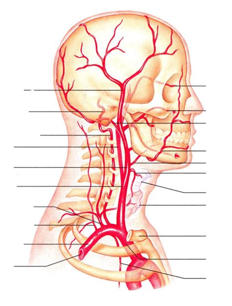 Lab 3 Arteries Head And Neck Diagram Quizlet