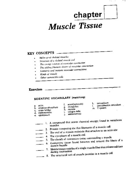 Muscle Tissue Worksheet For 9th 12th Grade Lesson Planet