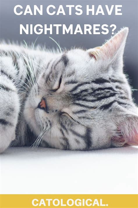 Do Cats Dream Can They Have Nightmares In 2020 Cats Cat Facts Cat