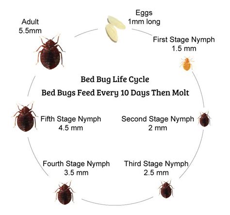 7 Stages Of The Bed Bug Life Cycle You Need To Know Bed Bugs Kill