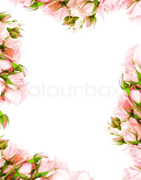 Fresh Pink Roses Frame Border Isolated Stock Image Colourbox